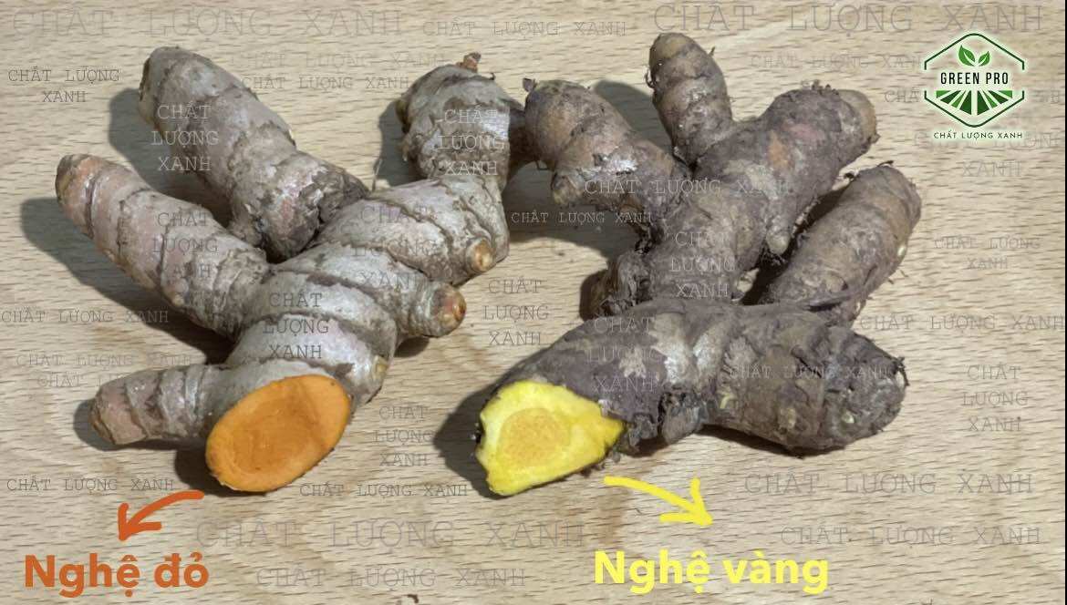 NGHỆ ĐỎ TƯƠI