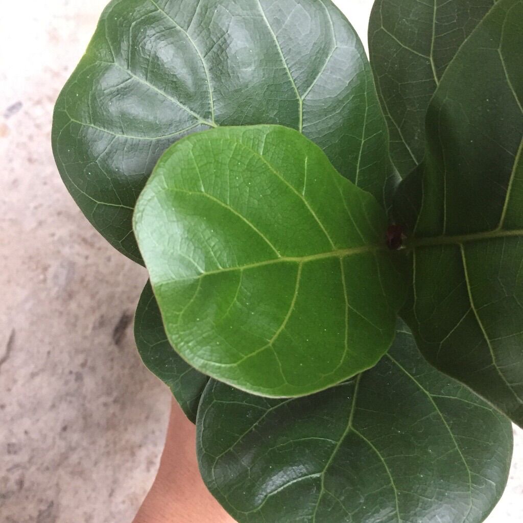 Cây bàng Singapore mini để bàn