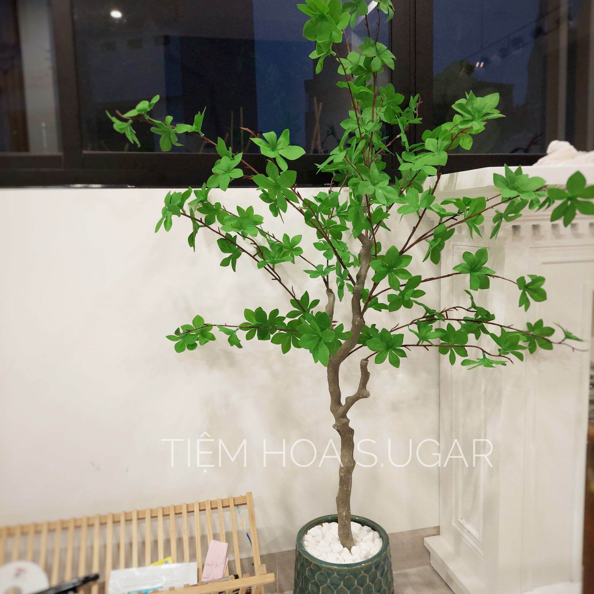 Cây thạch nam cao cấp decor home - tiệm hoa S.UGAR