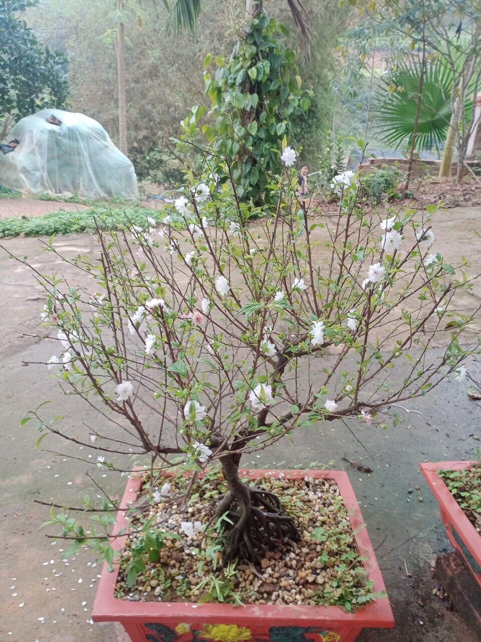 Cây Nhất Chi Mai- Hàn Mai