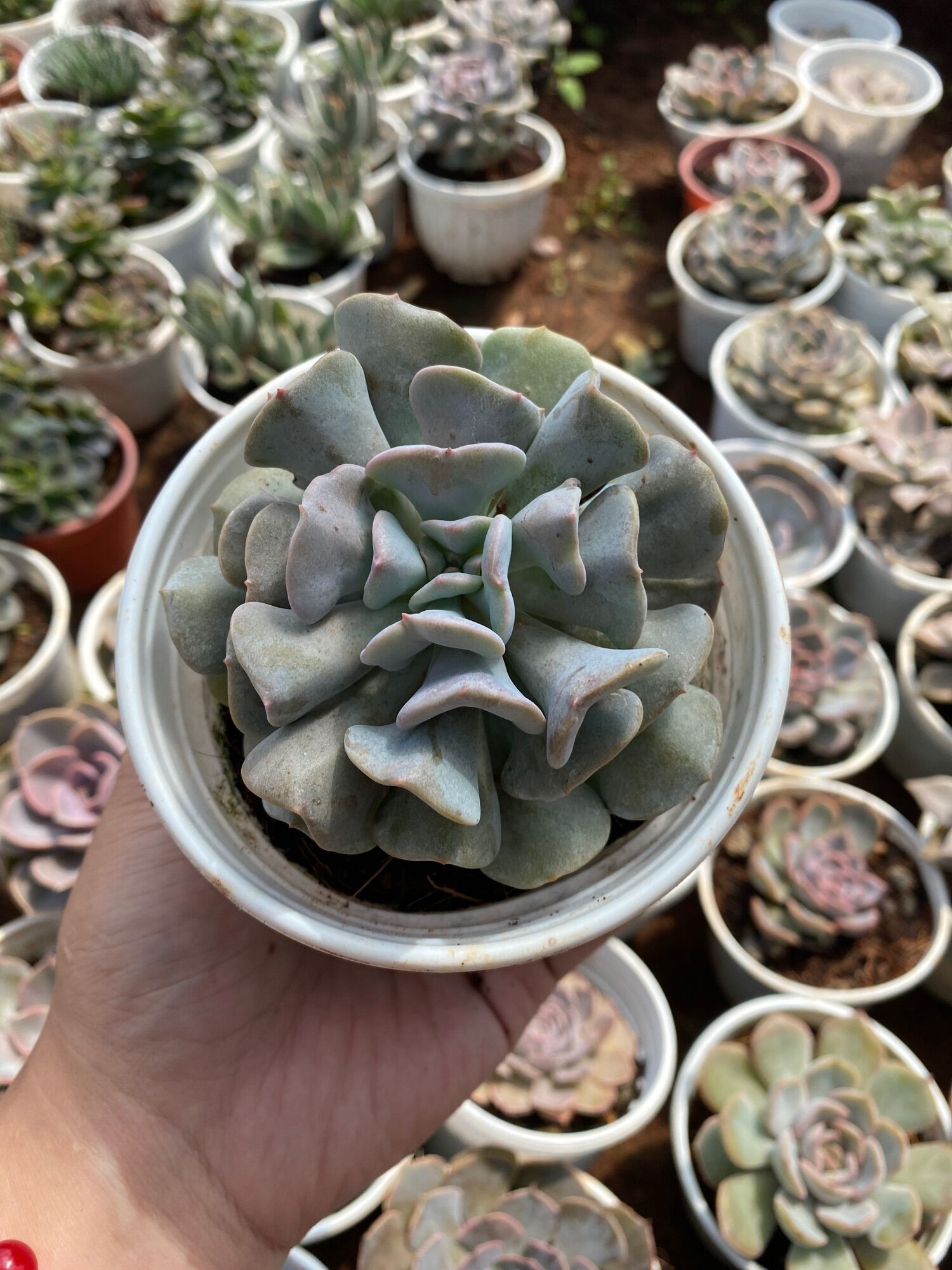 SEN ĐÁ CÚC TÍM ( ĐÀ LẠT) SIZE Như Hình - Lỗi 1 đổi 1 - HÀNG THEO MÙA