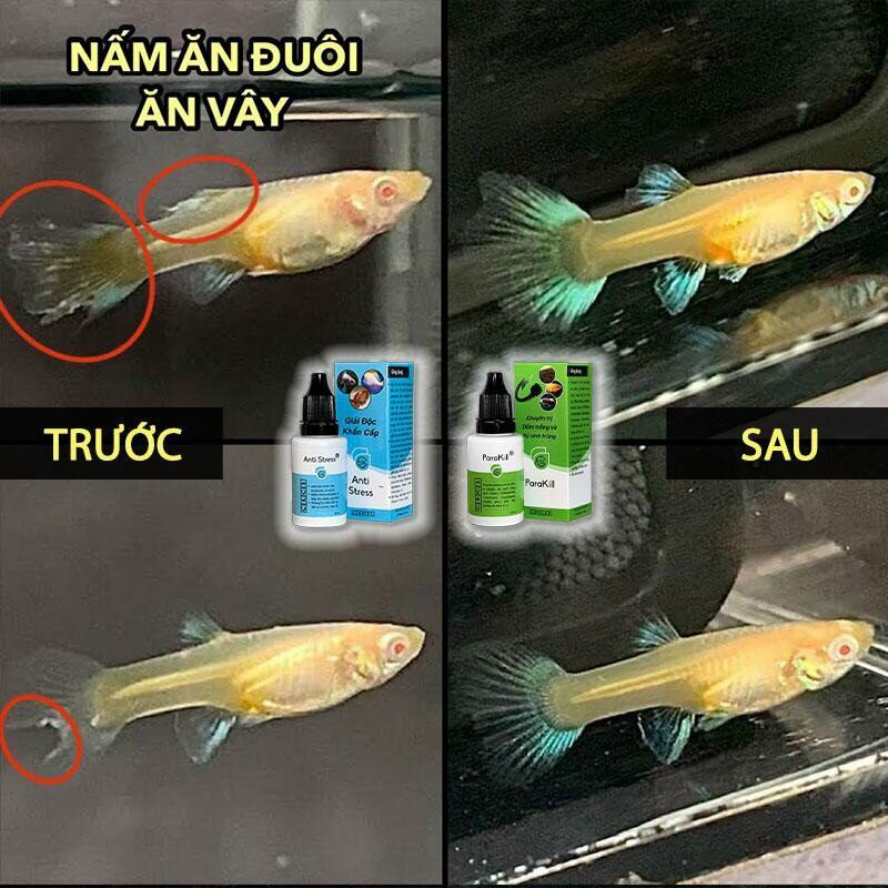 Anti Stress (túm lắc, lừ đừ)