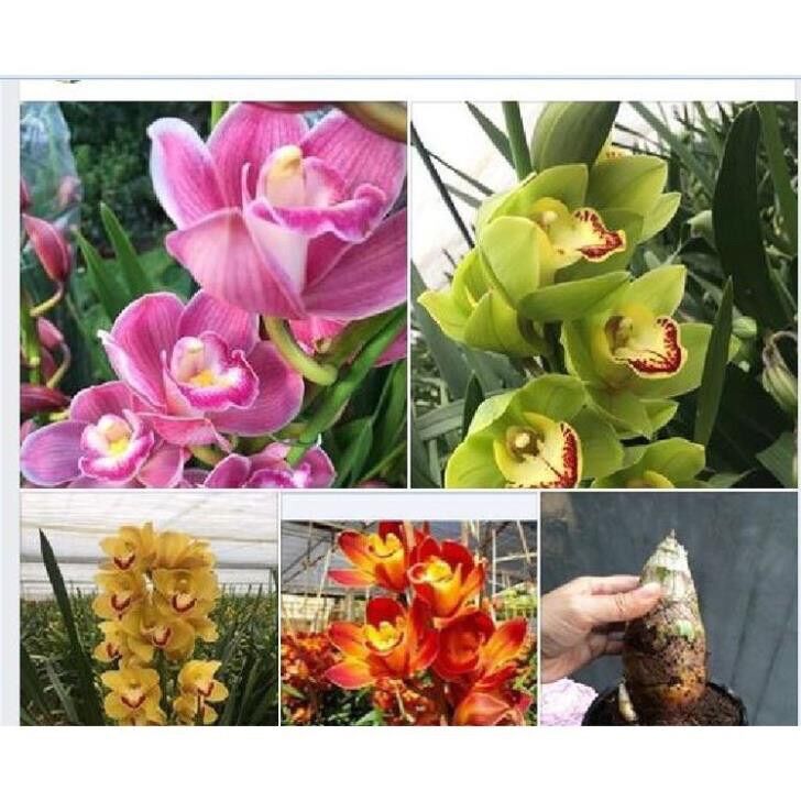 Địa lan Santo sỉ 5k(set 5 củ)