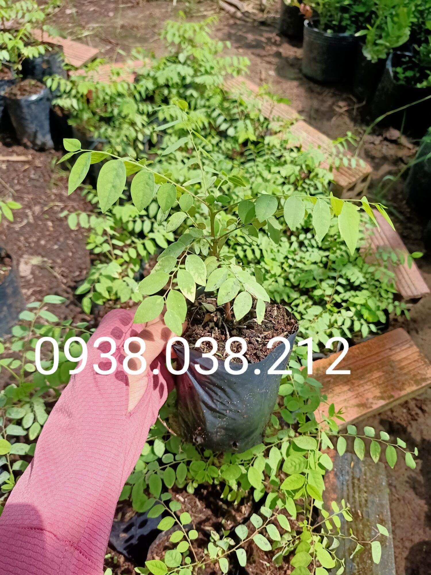 Cây giống chùm ruột