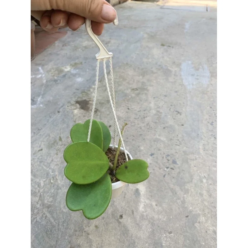 Cẩm cù lá trái tim cây giống