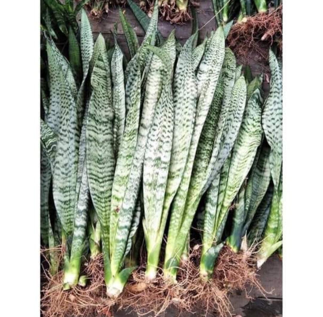Cây Lưỡi Hổ xanh  cao 50-70cm