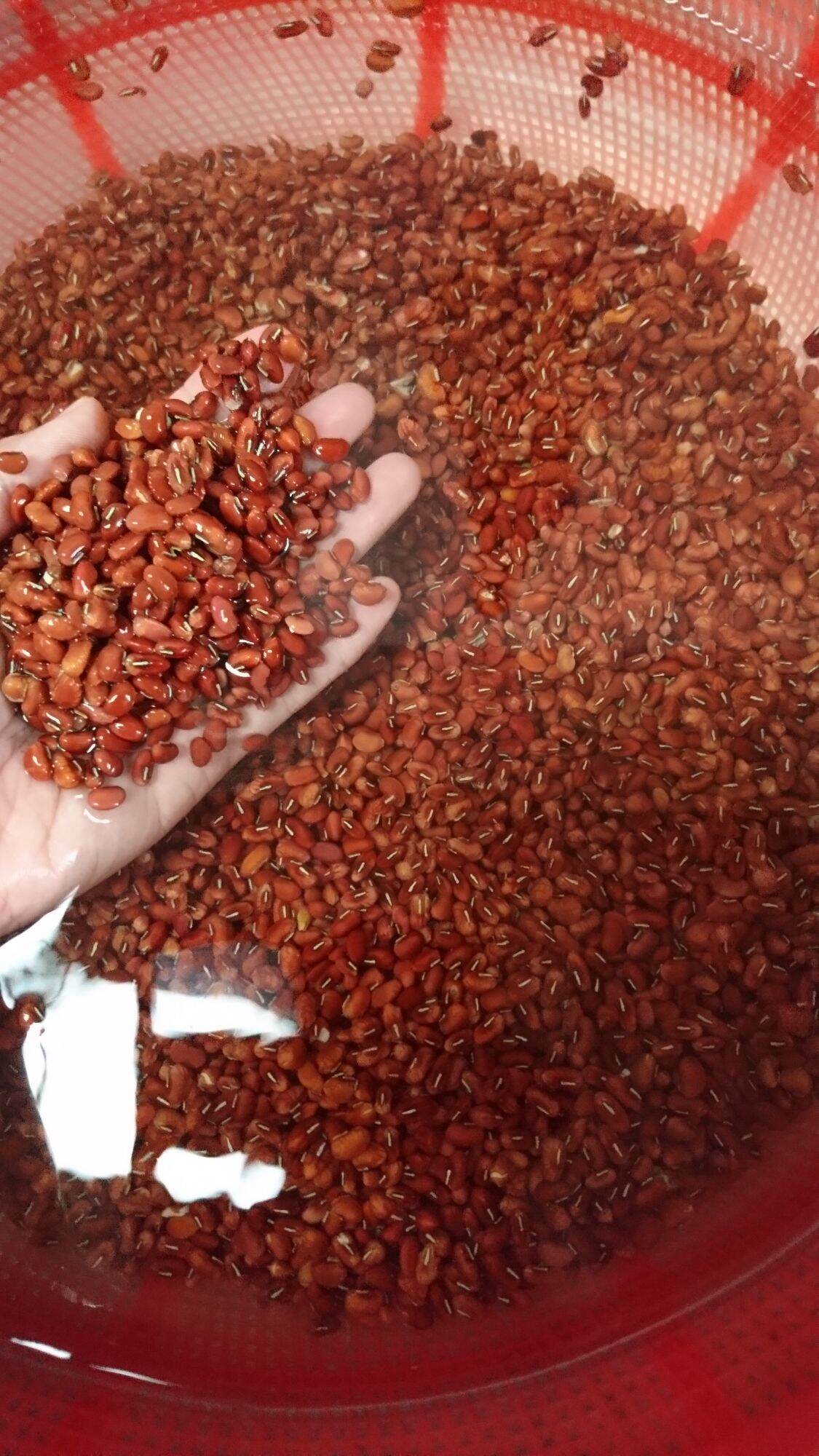 (500Gr) Bột Đậu Đỏ ĐăkLăk Dùng Rửa Mặt/Tắm/Tẩy Tế Bào Chết