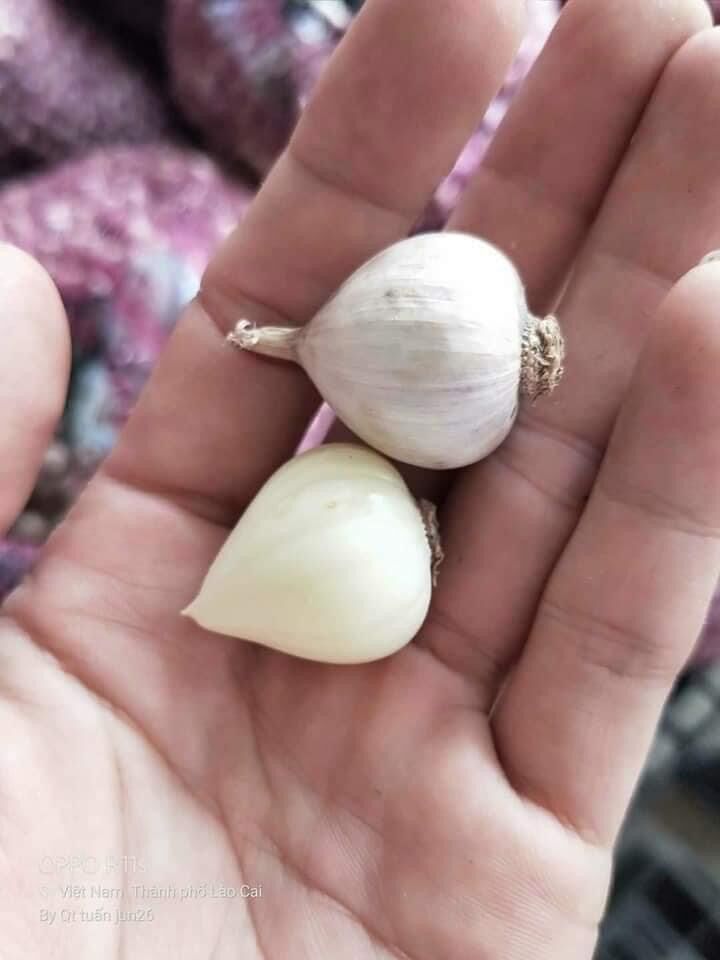 1kg tỏi cô đơn lý Sơn - tỏi cô đơn - tỏi loại 1 size 1 củ to đều