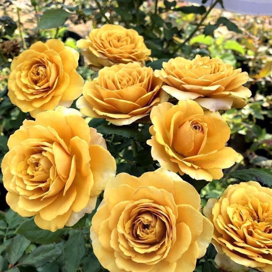 Hoa hồng ngoại nb pine dream rose size trung