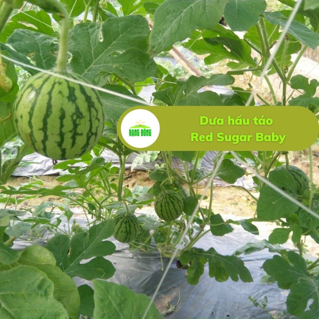 Dưa hấu táo ruột đỏ F1