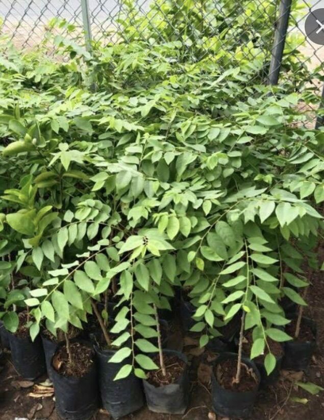 Cây chùm ruột ( cây giống )