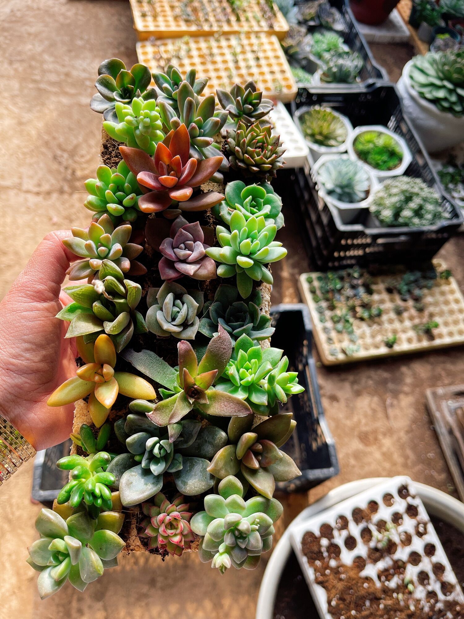 Combo 32 cây sen đá radom ngẫu nhiên