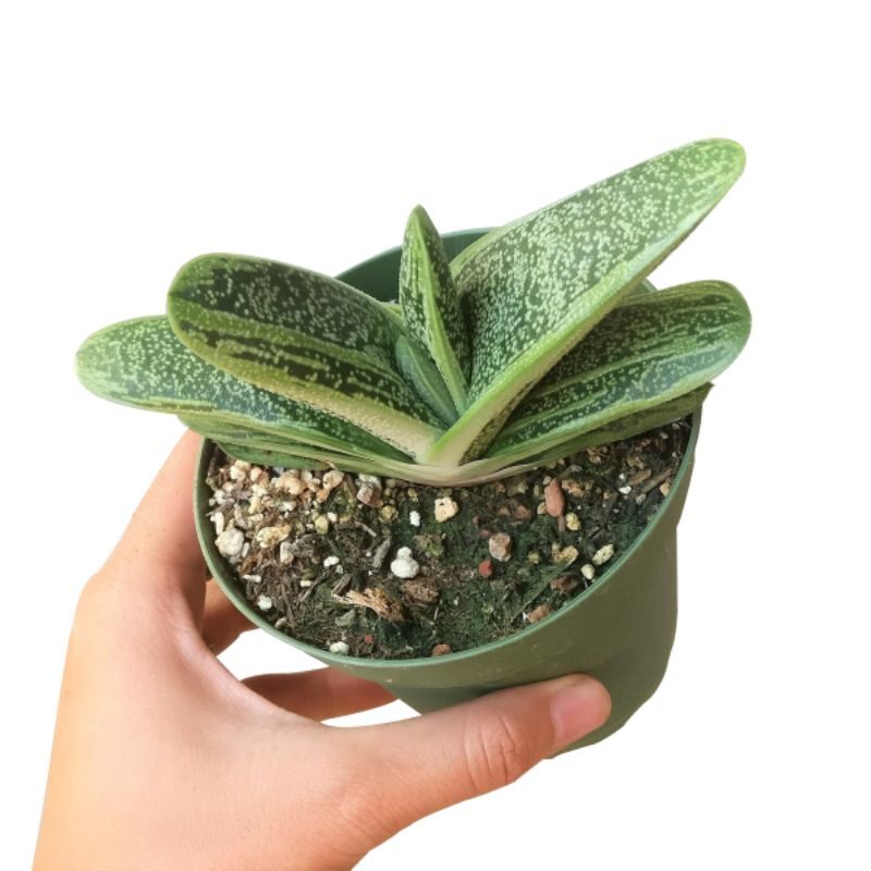 Sale 50%- Sen đá Gasteria var