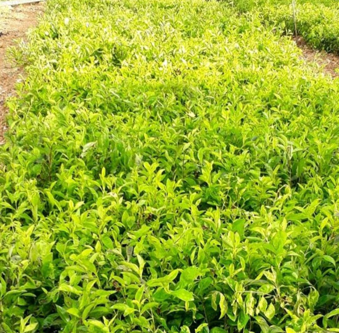 CÂY CHUỖI NGỌC (cây giống)