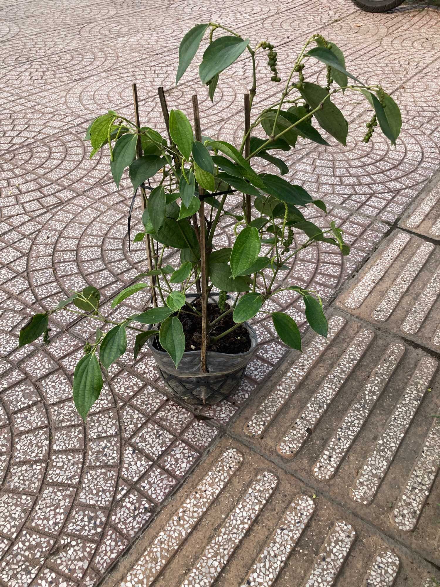 Dây tiêu xanh chậu đang trái