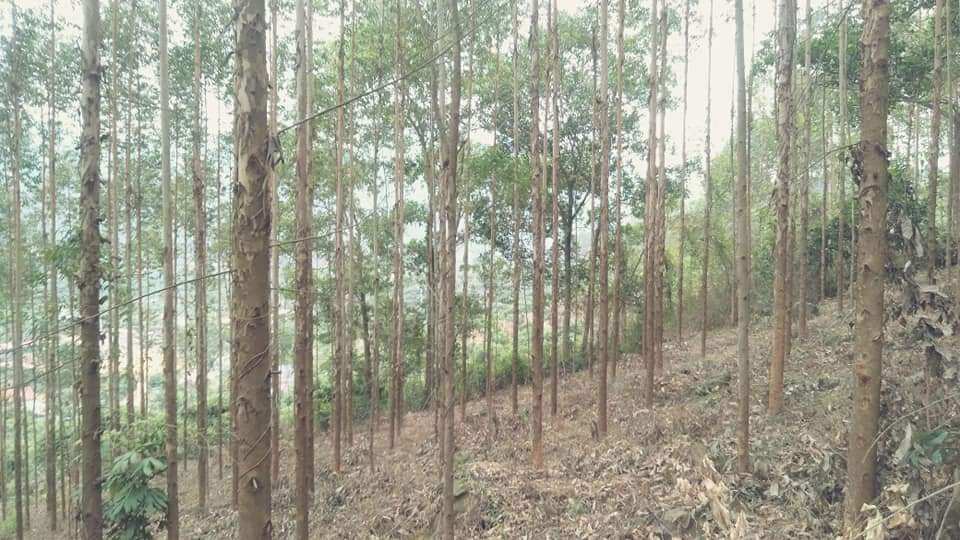 Hạt giống bạch đàn đỏ