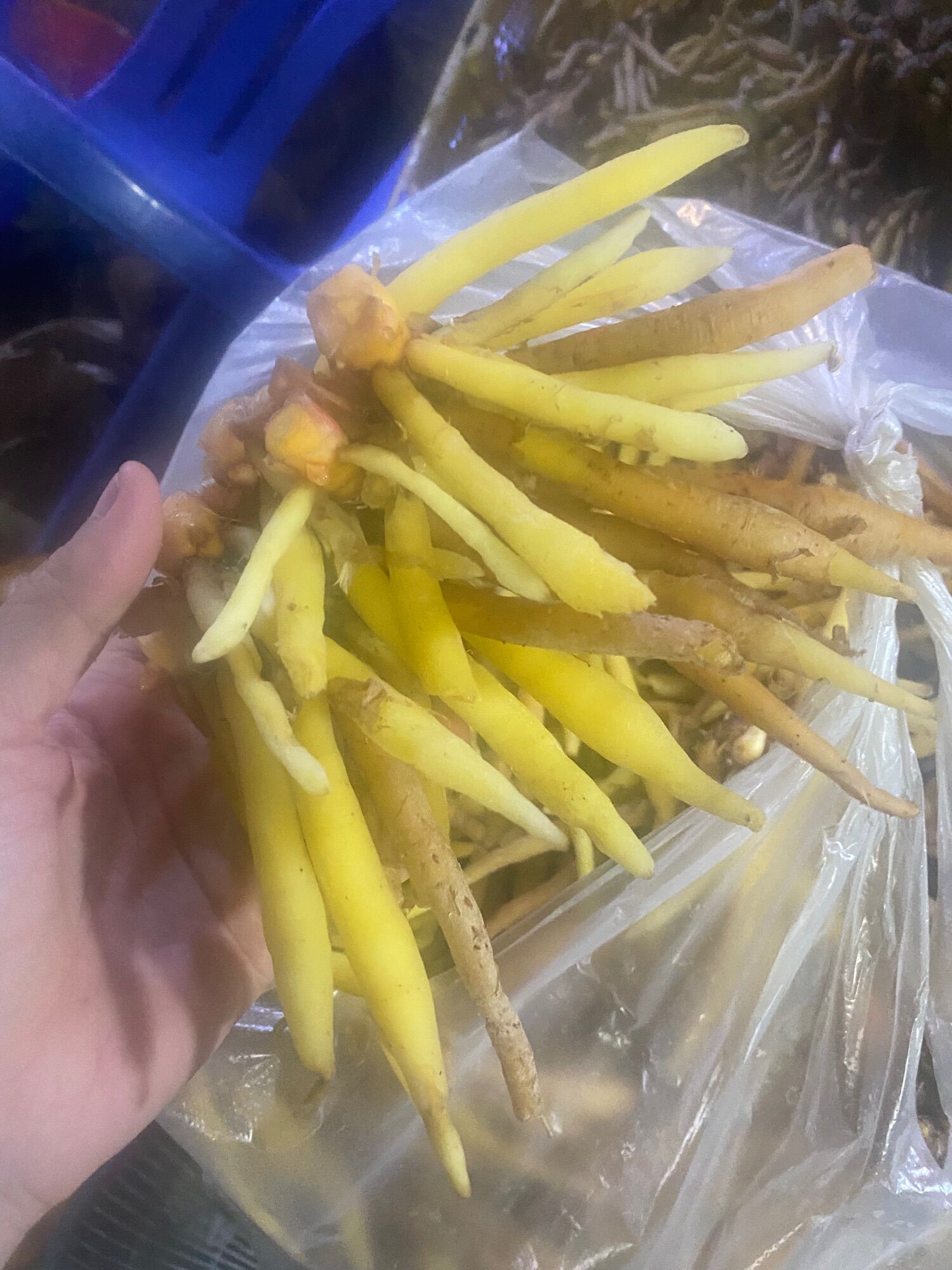 Củ Ngải bún , củ ngãi Bún Tươi 500gram