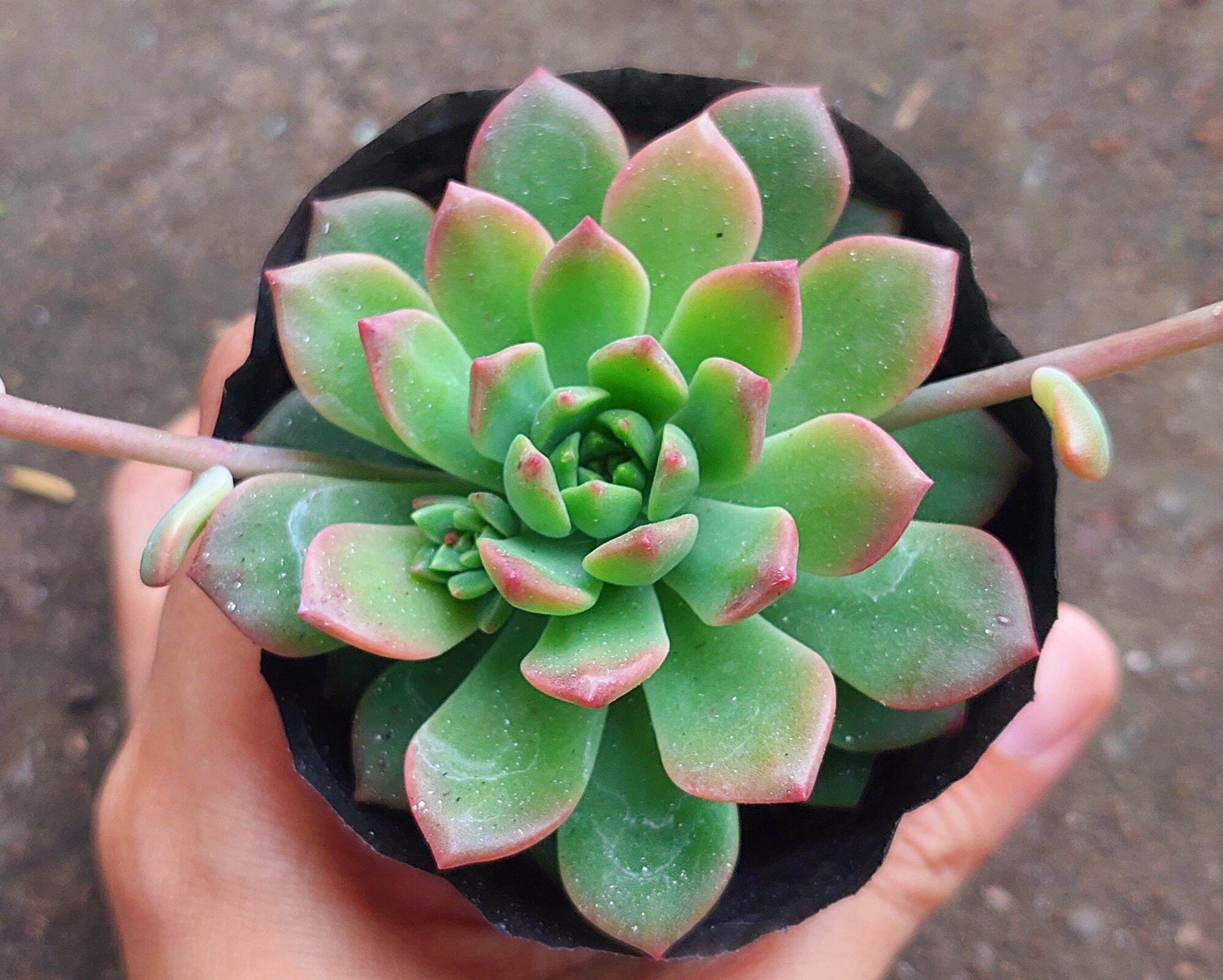 Sen đá MẶT TRỜI size bầu