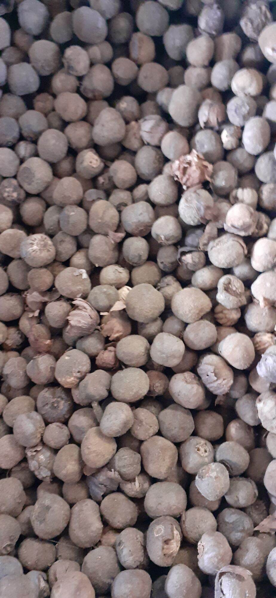 Hạt tếch giống (giá tỵ)