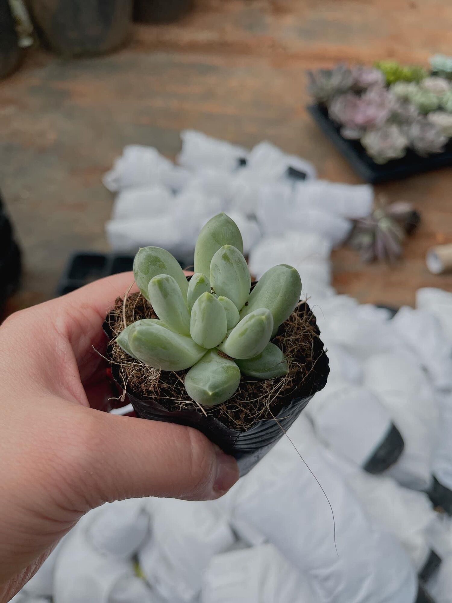 Sen đá kim cương trắng cute size bầu