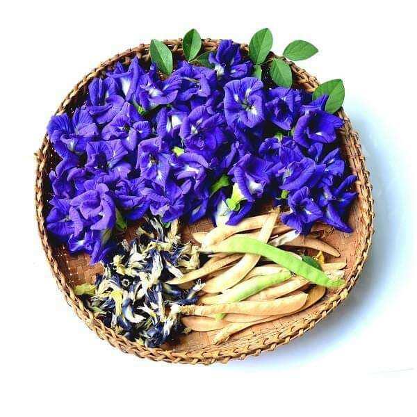 Hạt  hoa đậu biếc  nhiều  cánh 20 Hạt  giống  chuẩn