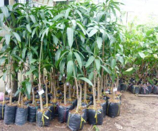 cây xoài tứ quý cao từ 100cm
