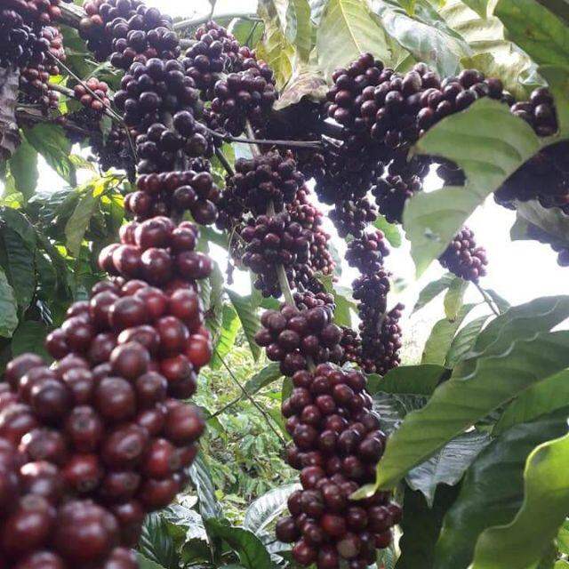 1 kg cà phê Robusta rang mộc Đăk Lăk đảm bảo chất lượng