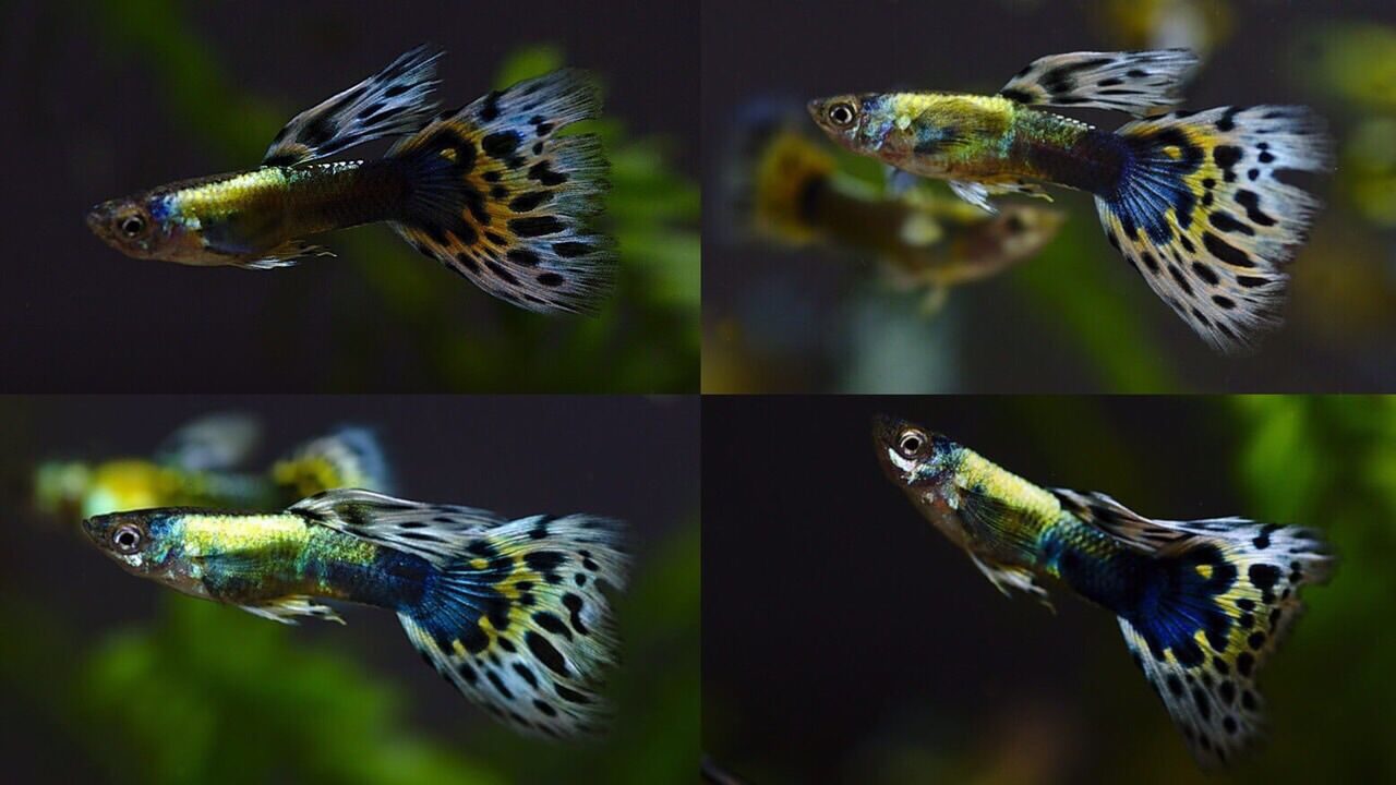 200 Gram Thức Ăn Cá Kiểng 7 Màu, Cá Vàng, Betta, Guppy, Dumbo