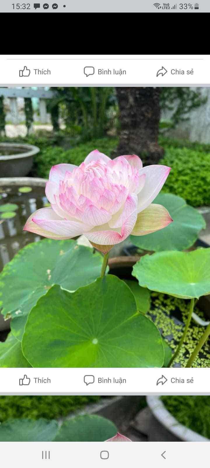củ giống sen super siêu sai hoa