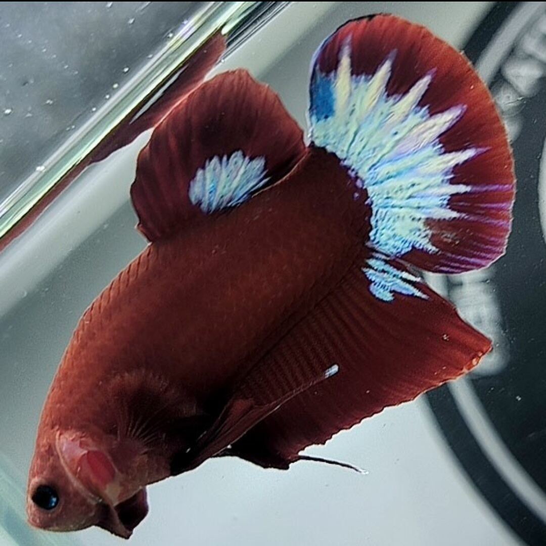 Cá Betta Red Fancy(2 cặp trống mái  size 4 cm)