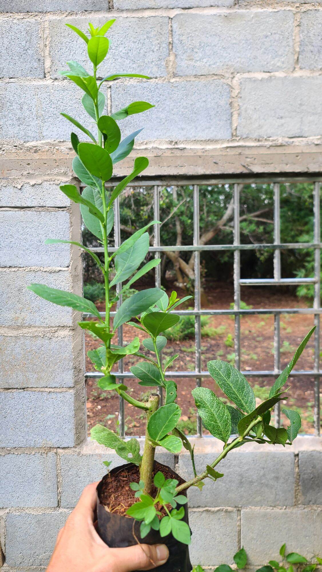 Cây Giống Chanh Vàng Eureka. Chanh Mỹ.