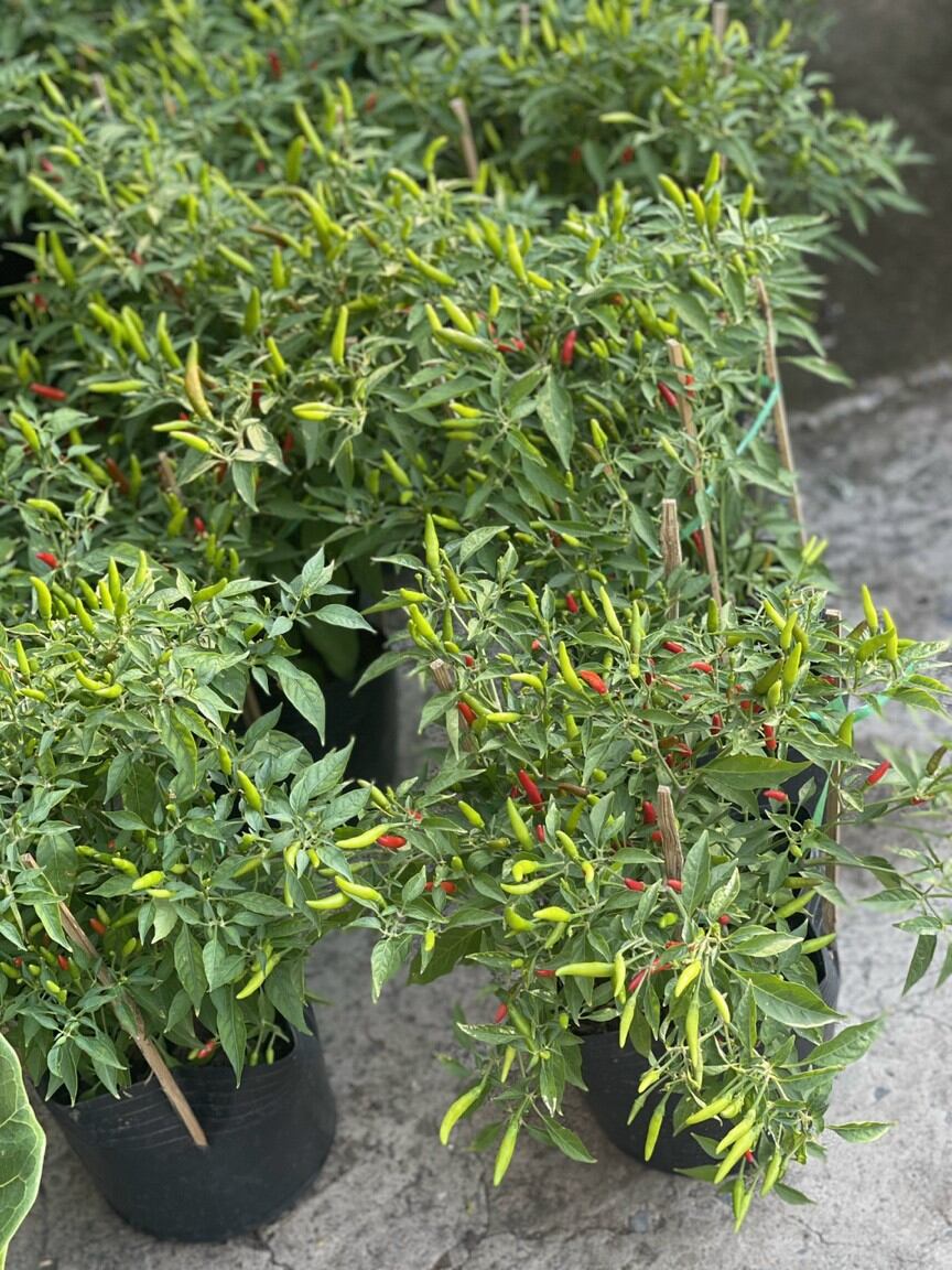 Cây Ớt hiểm ( ớt chim ỉa) cay vô địch (có tặng kèm phân )