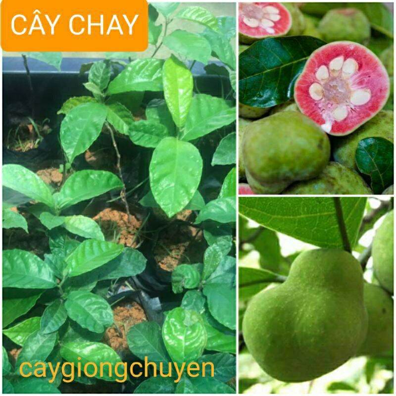 Cây chay giống
