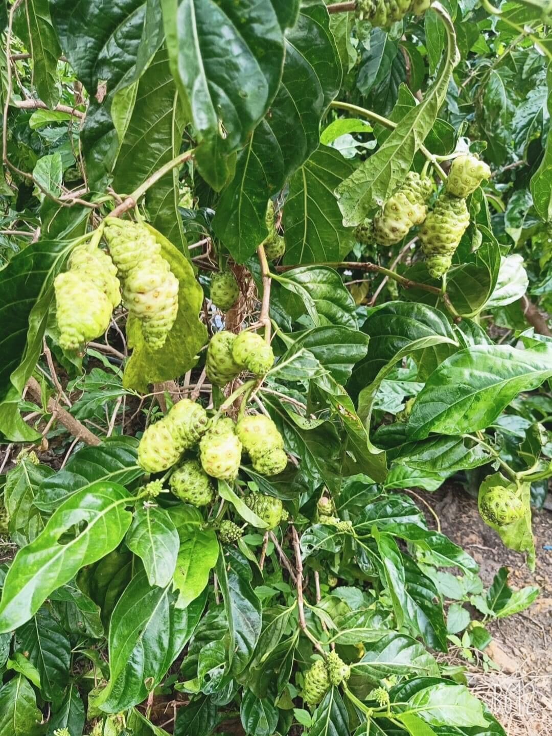 CAO NHÀU -NONI EXTRACT