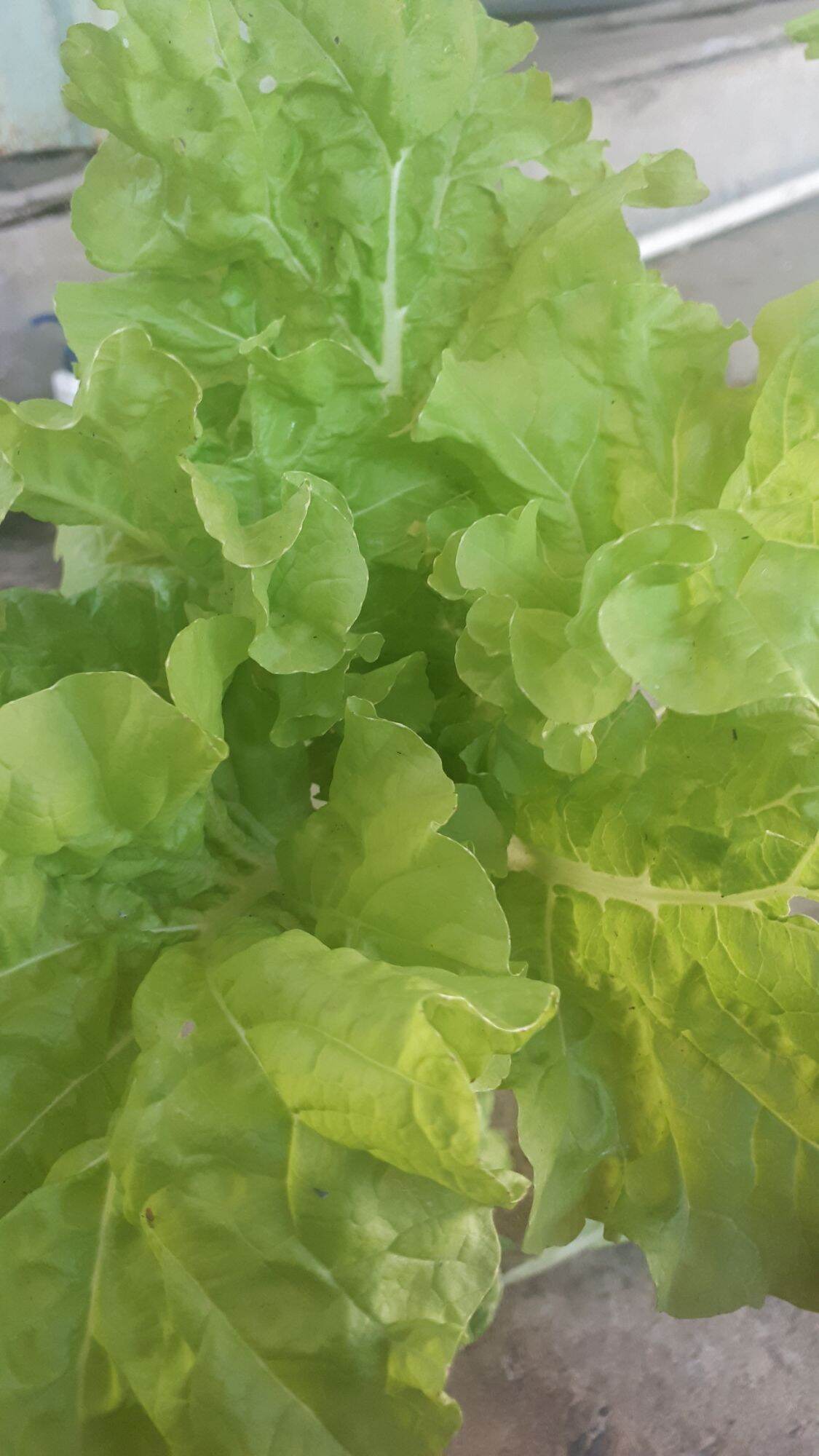 5Gr HẠT GIỐNG CẢI BẸ DÚN