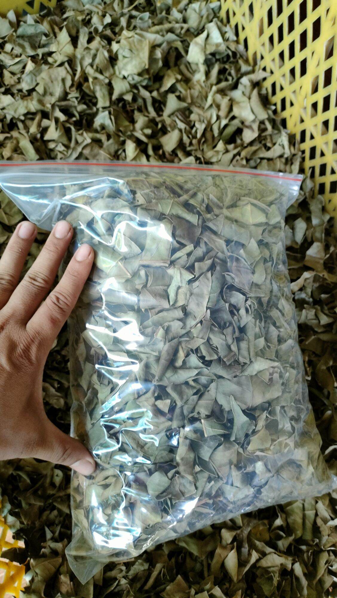 Lá vối khô ( trà lá vối  500gr )