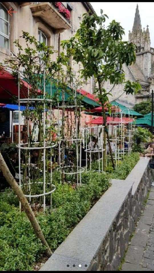 Khung Vòm Hoa leo cây cảnh