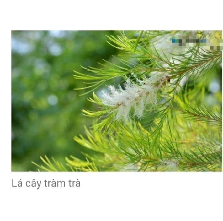 Cây tràm trà Úc, lá thơm,, đốt xông đuổi muỗi, xông cảm cúm
