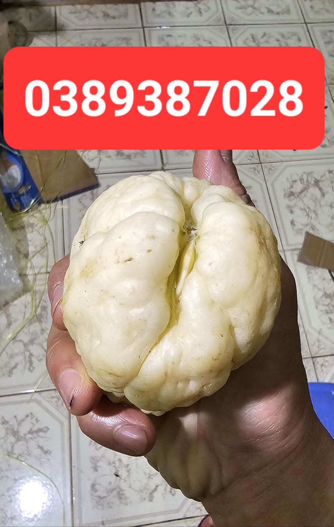 Trái su su trắng giống,1 quả