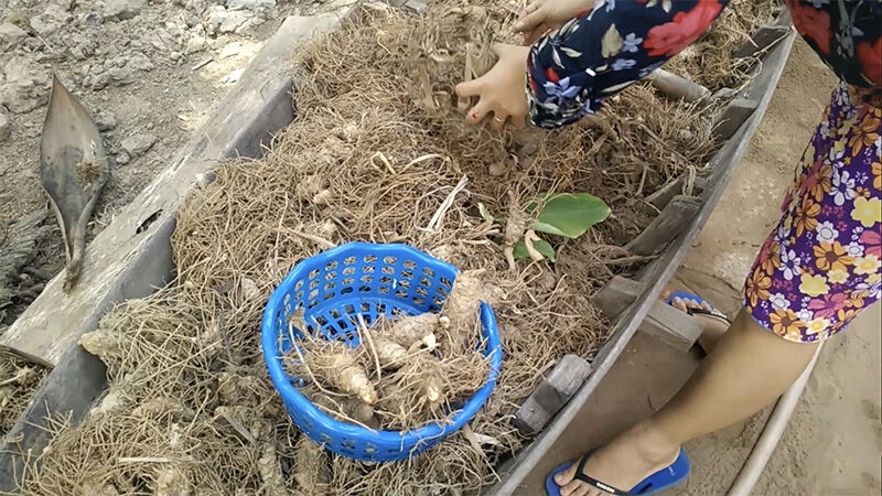 1 BẦU CÂY GIỐNG CỦ LÙN