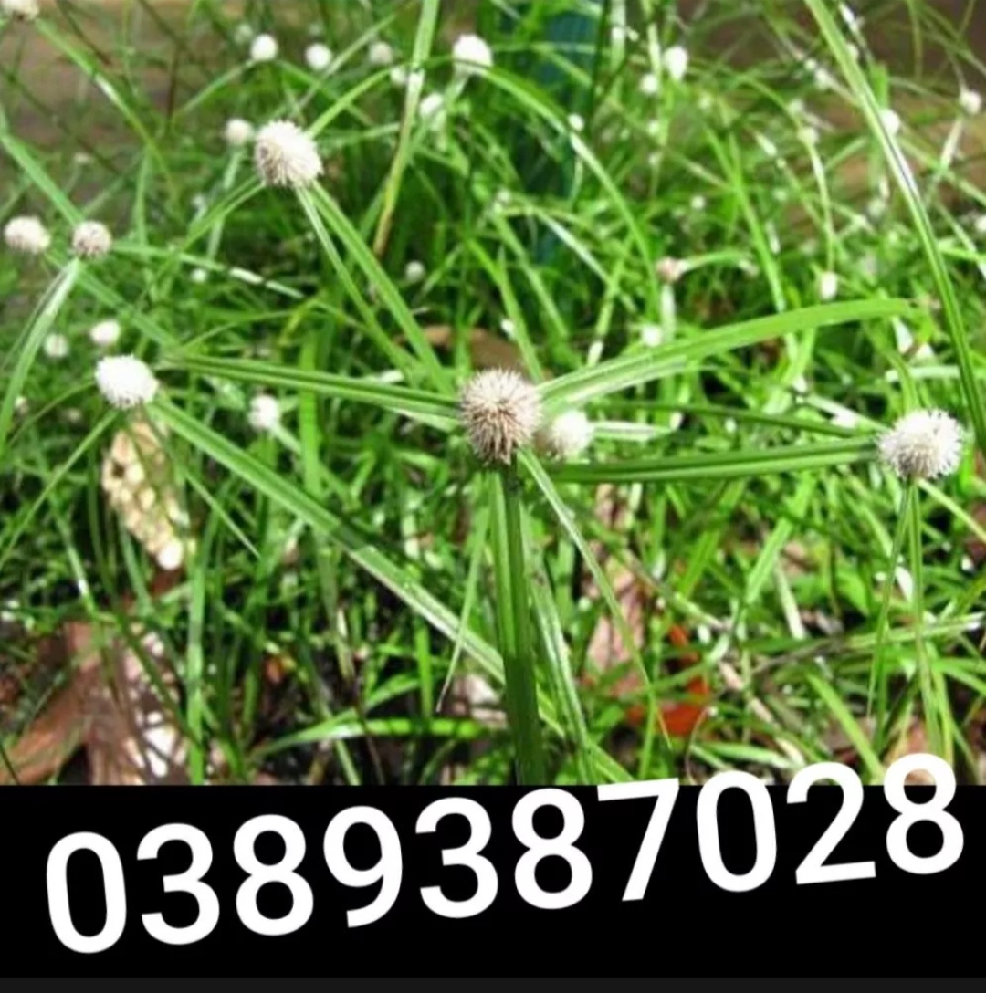 Cỏ bạc đầu 500g