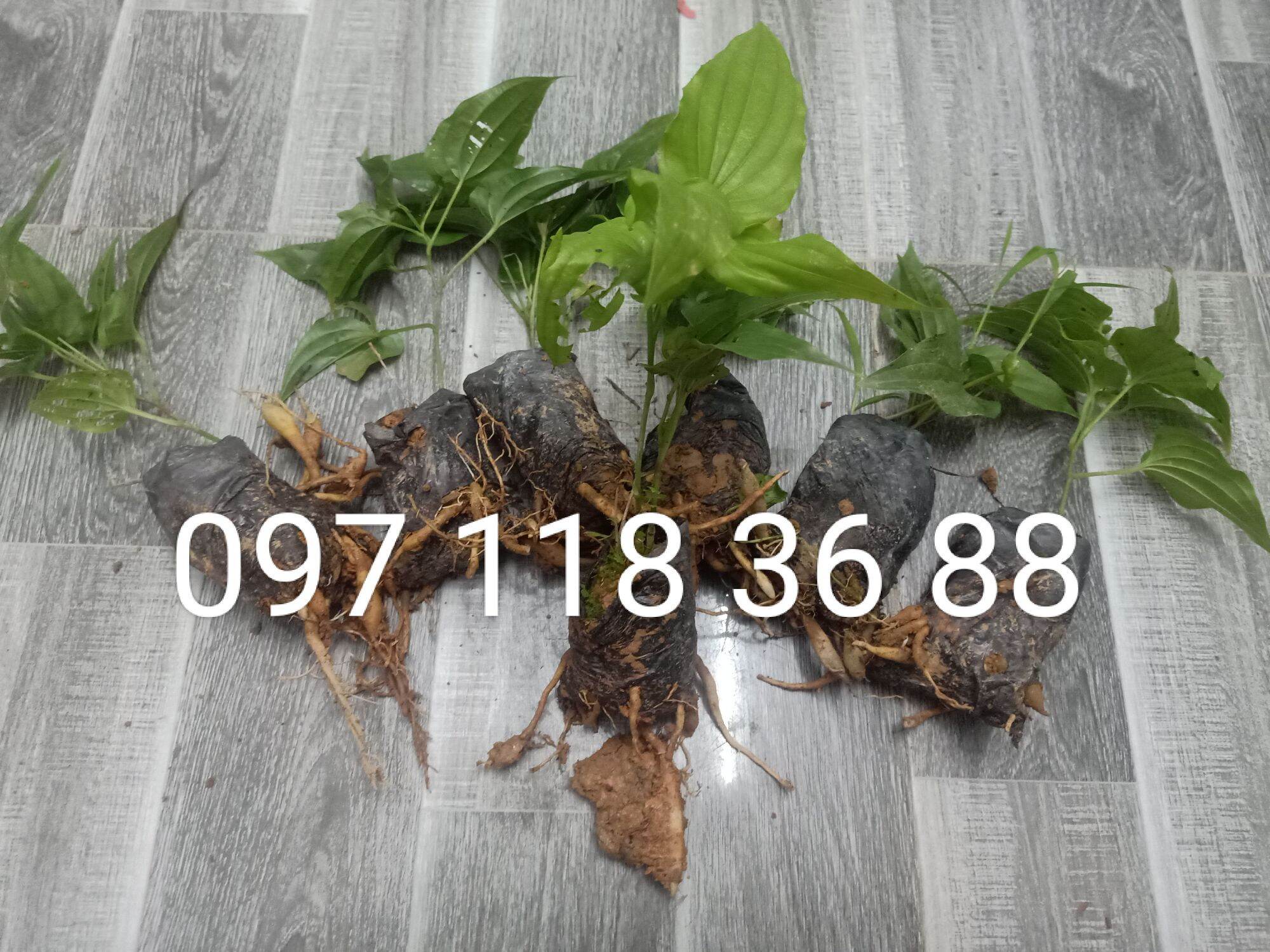 Cây bách bộ giống ,câg củ 30 giống