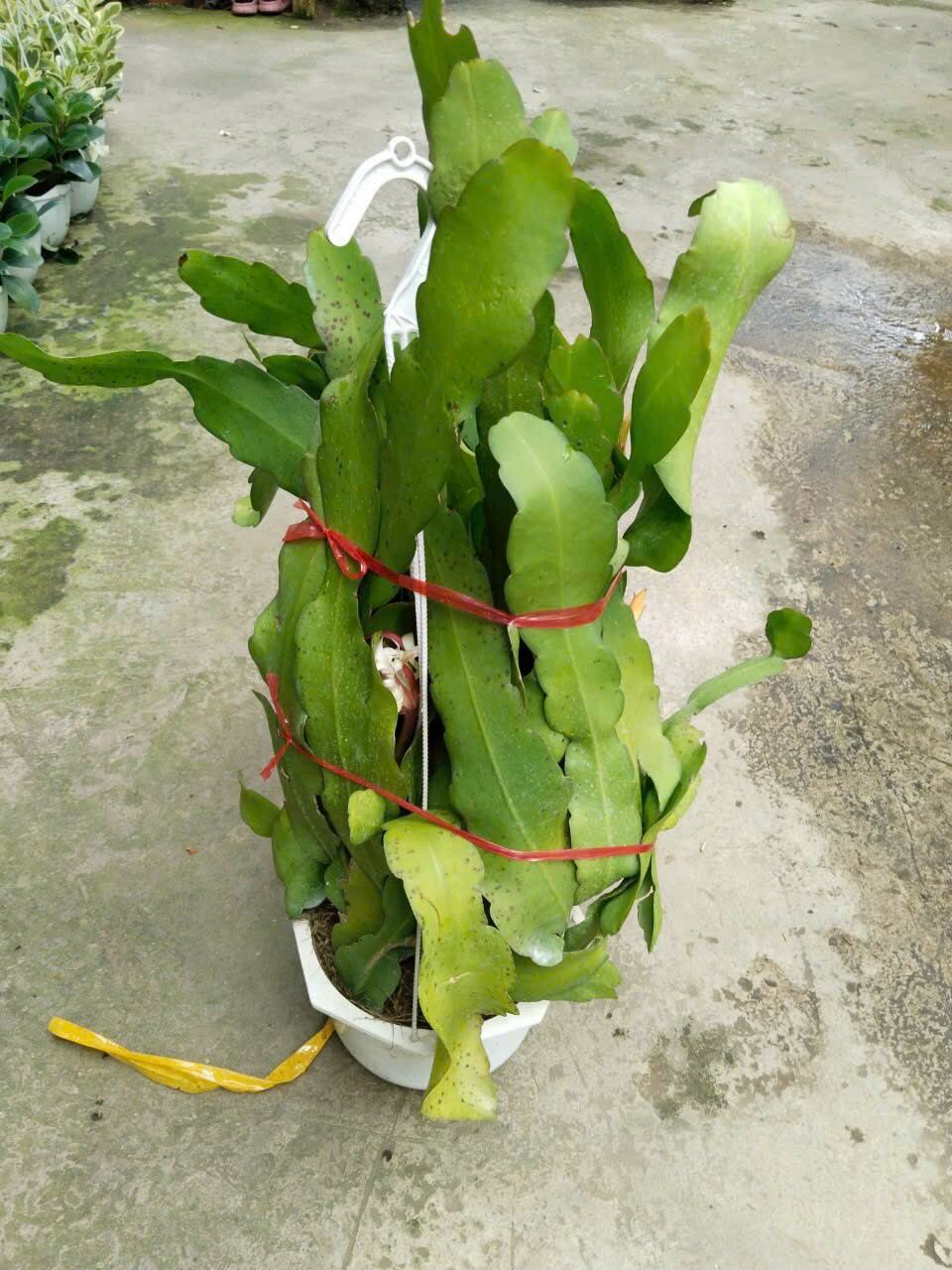 Cây đại nhật quỳnh
