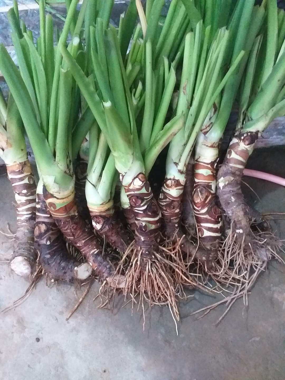 Cây giống bạc hà núi . liên hệ: trần lưu 0975449688