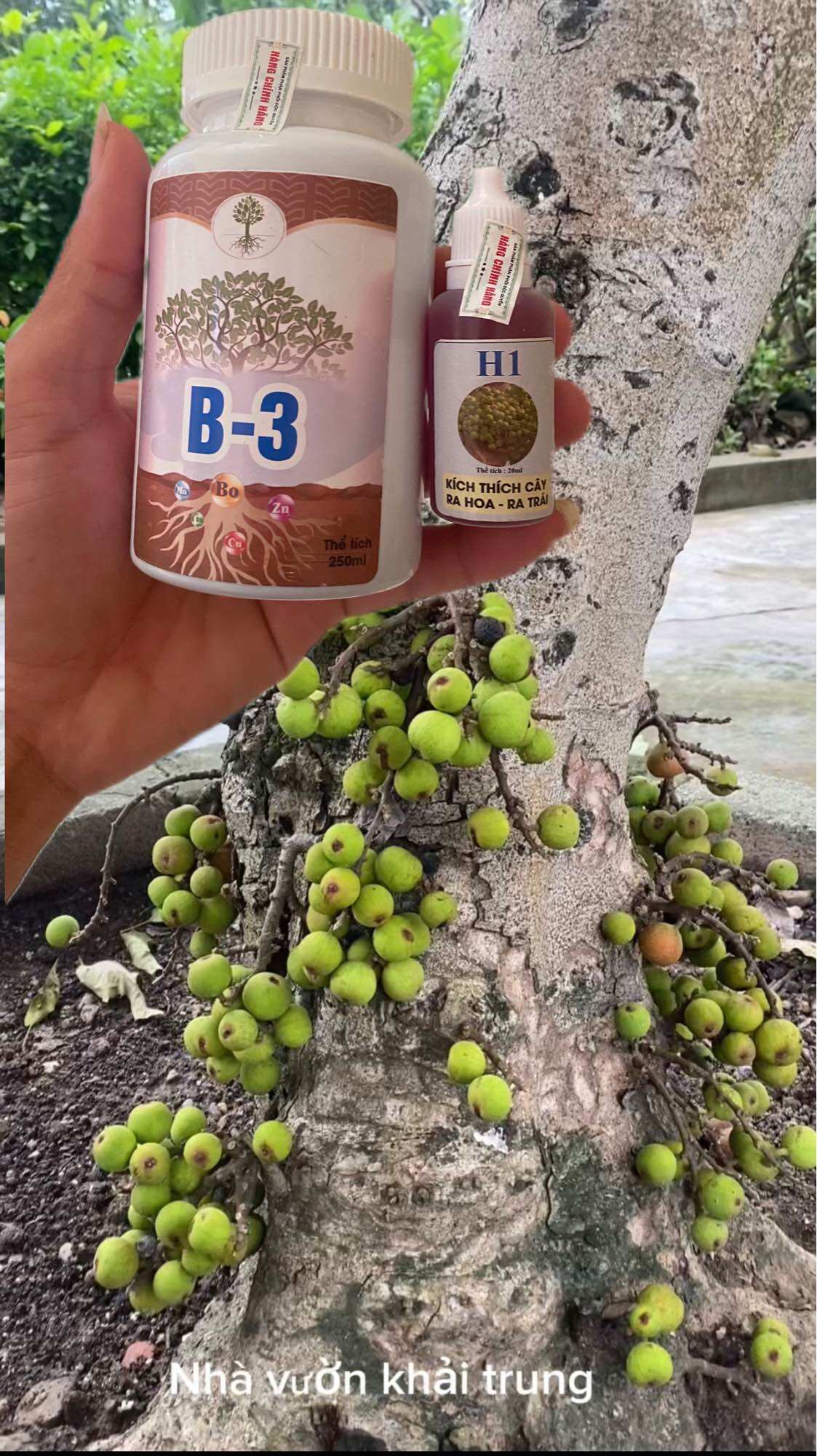 H1+B3 combo kích sung ra hoa và kích quả