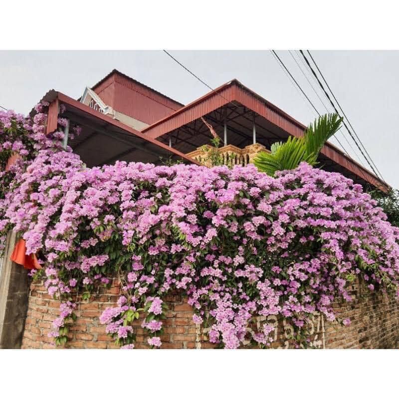 Cây giống hoa lan tỏi