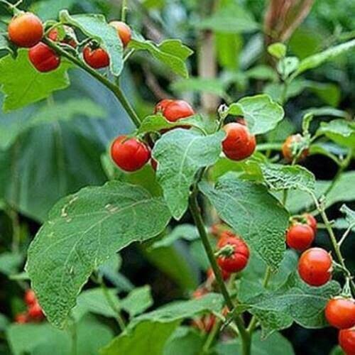 Hạt giống cà gai leo 50 hạt