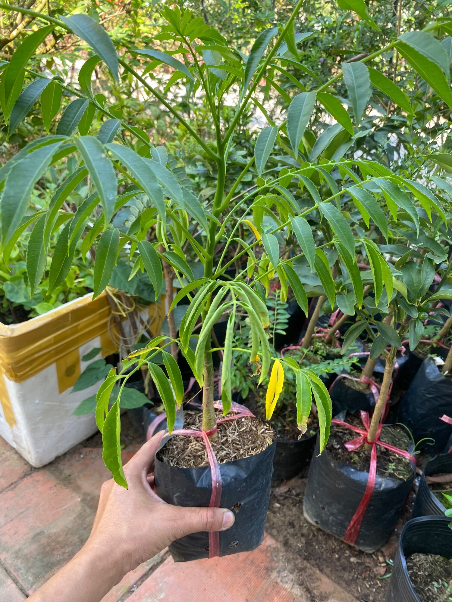 Cây cóc giống Thái