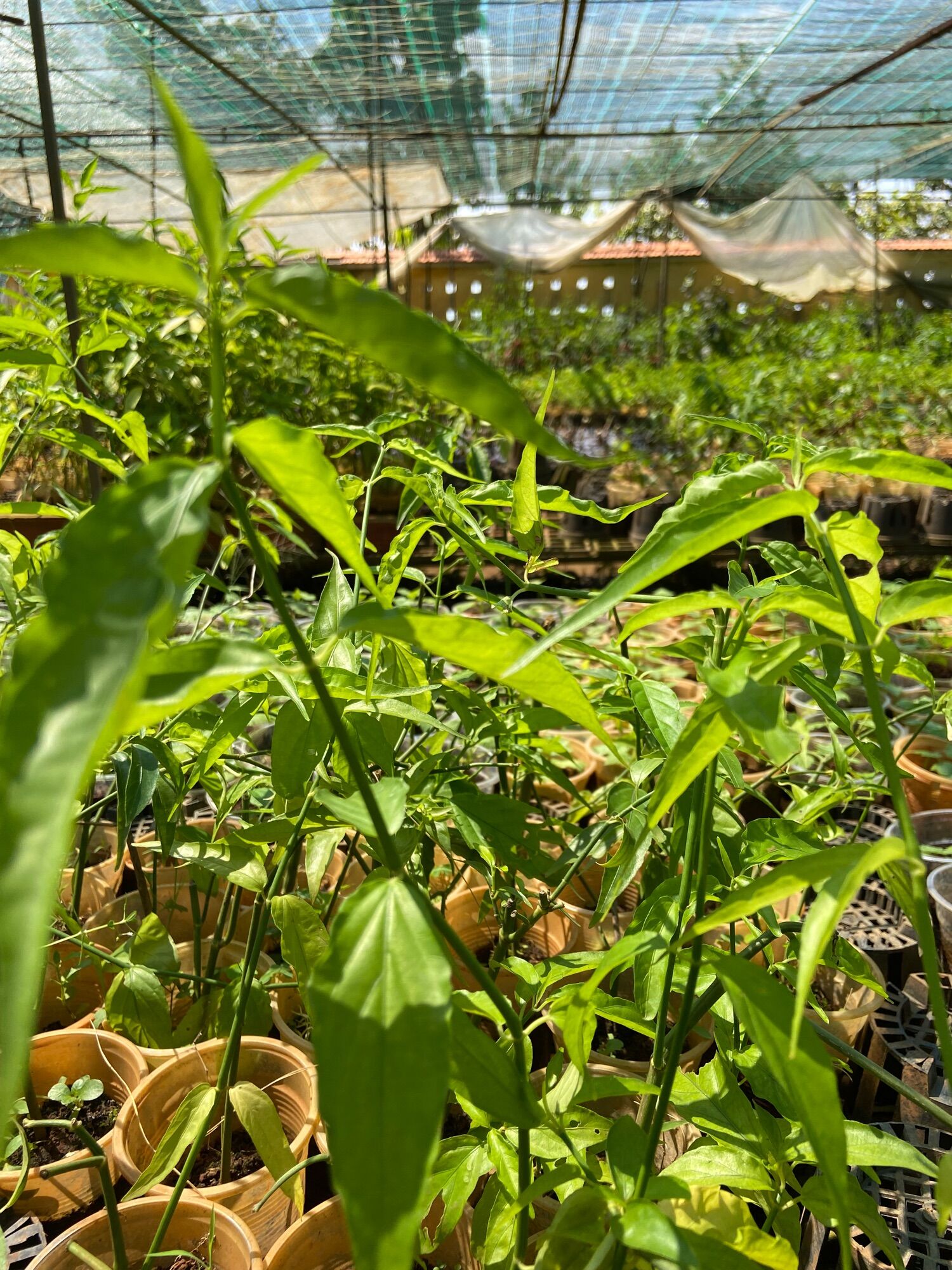 Cây xương khỉ (cây bìm bịp)