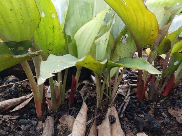 200g Gừng đen ĐỂ GIỐNG ( NGẢI ĐEN) MỌC MẦM CAO